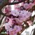 Prunus Accolade, Vårkörsbär