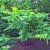 Pterocarya rhoifolia Fk Mejlan, Japansk Vingnöt