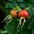 Rosa rugosa Alba, Vresros 10-pack