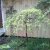 Salix caprea Kilmarnock / Pendula, Hängsälg
