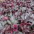 Heuchera hybr. Obsidian ®, Alunrot