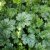 Heuchera hybr. Paris ®, Alunrot
