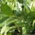 Prunus laurocerasus Cherry Brandy