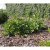 Prunus laurocerasus Cherry Brandy