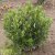 Prunus laurocerasus Gajo ®, Lagerhägg