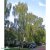 Betula pendula Tristis, Hängbjörk