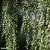Betula pendula Youngii, Tårbjörk, 200 stam C10