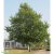 Platanus x hispanica, Platan