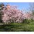 Prunus Accolade, Vårkörsbär