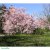 Prunus Accolade, Vårkörsbär