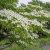 Cornus kousa, Koreansk Blomsterkornell