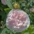 Rosa alba Félicite Parmentier
