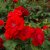 floribunda Allotria (Tanal), Floribundaros, C4