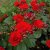 floribunda Allotria (Tanal), Floribundaros, C4