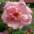 floribunda Astrid Lindgren ® (Pouluf), Floribundaros, C4
