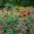 floribunda H. C. Andersen (Poulander), Floribundaros, C4