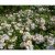 Rosa Snow Cover ®