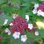 Viburnum sargentii Onondaga, Blodolvon