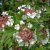 Viburnum sargentii Onondaga, Blodolvon