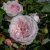 austin Olivia Rose (Ausmixture), Engelsk Buskros, C6