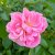 polyantha Sommerwind ® (Göteborgs Posten, Korlanum), Marktäckarros, C4