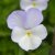 Viola x williamsii Ullas Favorit, Bukettviol, C11cm
