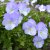 Viola x williamsii Ullas Favorit, Bukettviol, C11cm