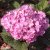 Hydrangea macrophylla Endless Summer ® Bloomstar ®, Hortensia, C5