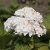 Hydrangea macrophylla Endless Summer ® The Bride ®, Hortensia