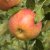Vinteräpple, Elstar, stam MM111 2 års co