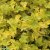 Physocarpus opulifolius Anny´s Gold ®, Smällspirea