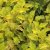 Physocarpus opulifolius Dart´s Gold, Smällspirea