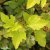 Physocarpus opulifolius Angel Gold ® / Minange, Smällspirea