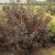 Physocarpus opulifolius Little Devil ® (Donna May), Djävulsbuske,Smällspirea