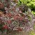 Physocarpus opulifolius Little Devil ® (Donna May), Djävulsbuske,Smällspirea