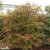 Viburnum farreri, Kejsarolvon