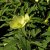 Anemone lipsiensis, Svavelsippa, P9cm