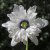 Anemone nemorosa Blue Eyes, Vitsippa, P9cm