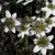 Anemone nemorosa Green Dream, Vitsippa, P9cm
