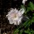 Anemone nemorosa Pink Delight, Vitsippa, P9cm