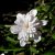 Anemone nemorosa Pink Delight, Vitsippa, P9cm