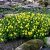 Anemone ranunculoides Semiplena