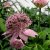 Astrantia major Rosea