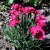 Dianthus gratianopolitanus Badenia, Bergnejlika, P9cm