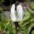 Dodecatheon dentatum, Tolvgudablomma, P9cm