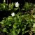 Dodecatheon dentatum, Tolvgudablomma, P9cm