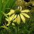 Echinacea hybr. Sunrise ®, Solhatt, P9cm