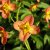 Epimedium x warleyense Orangekönigin, Kopparröd Sockblomma, P9cm
