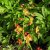 Epimedium x warleyense Orangekönigin, Kopparröd Sockblomma, P9cm