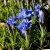 Gentiana sinoornata Eugens Allerbester, Höstgentiana